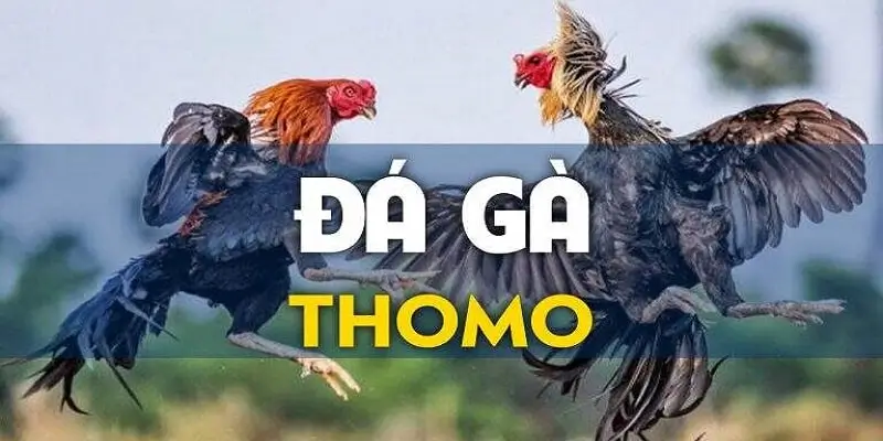 Các loại cược đá gà thomo hb88